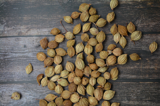 香砂仁， 沙仁，川砂仁 优友供应链