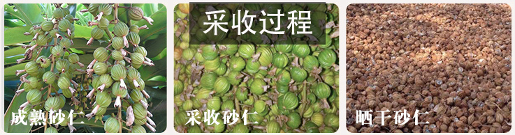 香砂仁， 沙仁，川砂仁 优友供应链